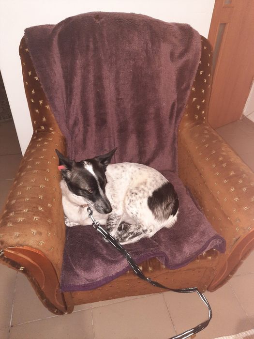 Сабаки отдам домашние