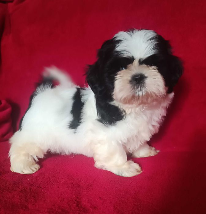 Хлопчики та дівчатка ши тцу, документи КСУ (FCI)