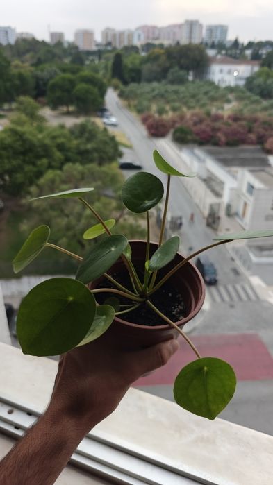 Pilea Peperomioides / Planta chinesa do dinheiro