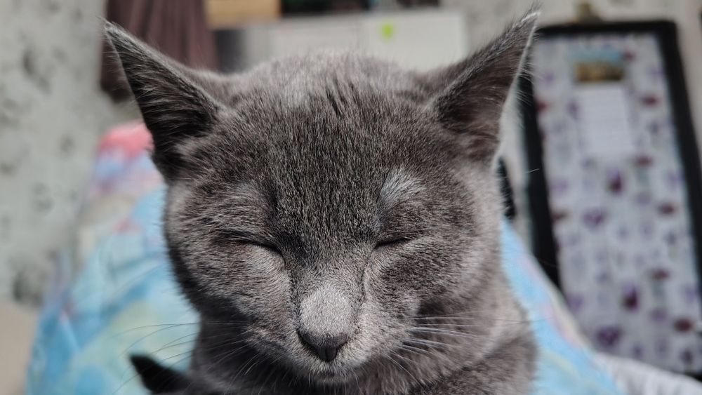 Кошечка Русская голубая