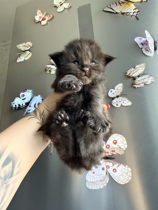 Хлопчик Велетень бронювання 2 тижні