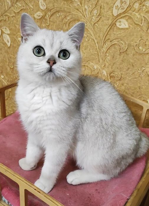 Мальчик серебристый шиншилла