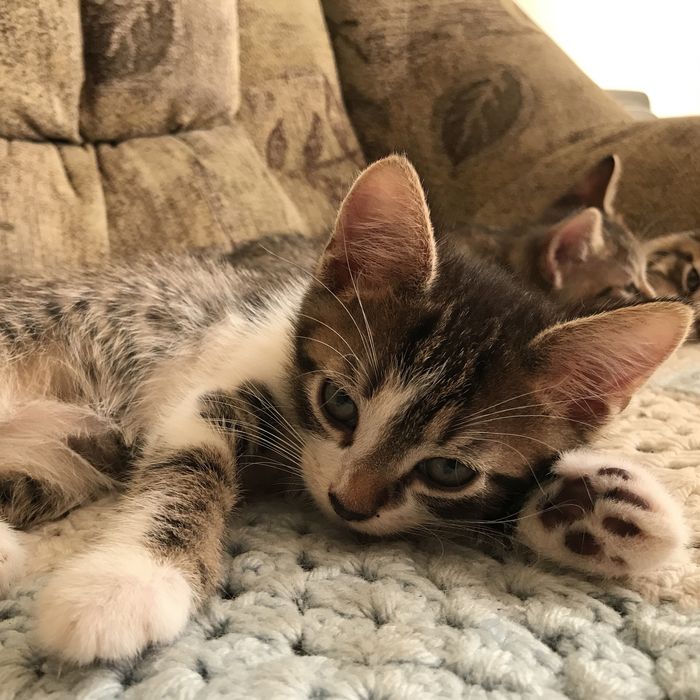 Котята в хороші руки безкоштовно