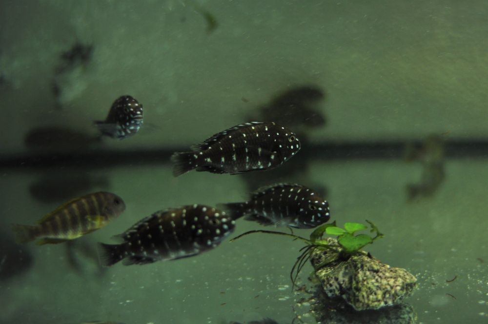 Ciclideos do tanganyika, Tropheus duboisis