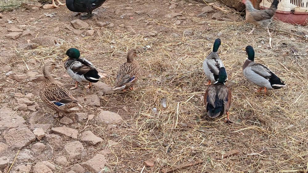 Patos bravos jovens