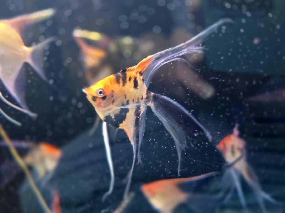 Skalar red devil weloniasty