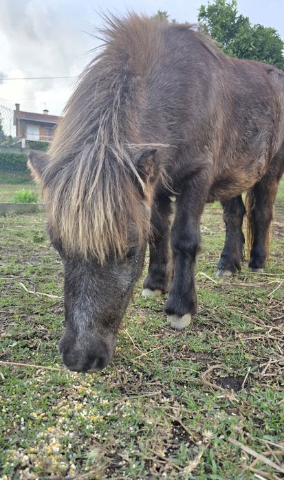Vendo mini poni com 2 anos. Não disponho de transporte.