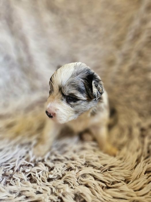 Suczka Border Collie ZKwP FCI