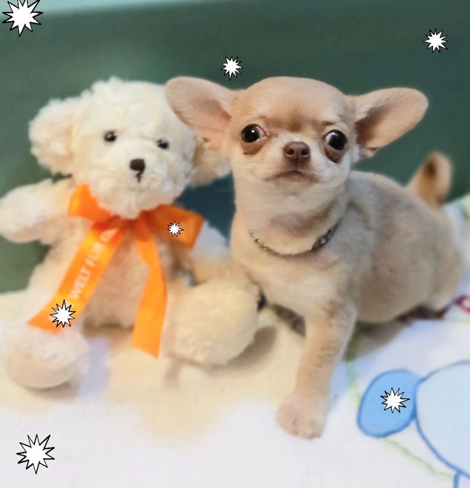 Изабелка ( девочка) 2,5 мес.