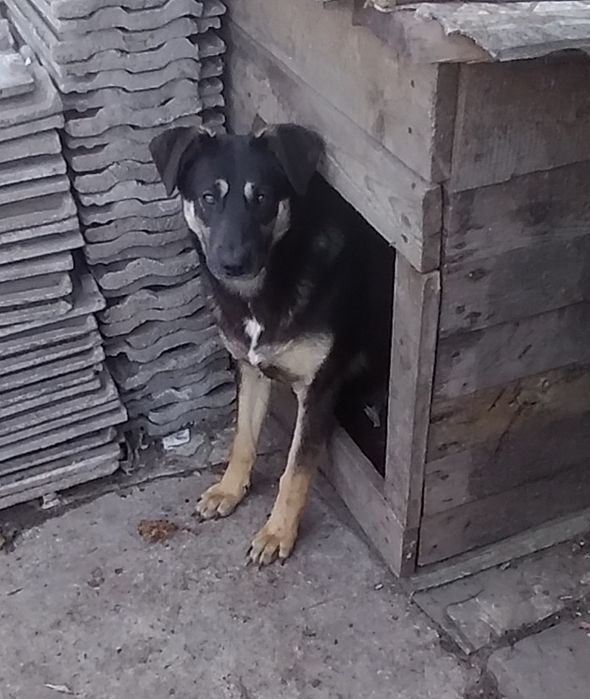 Щенок-дзвіночок в добрі руки