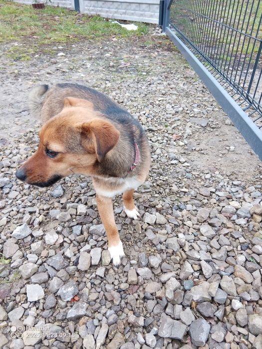 Suczka z małych piesków