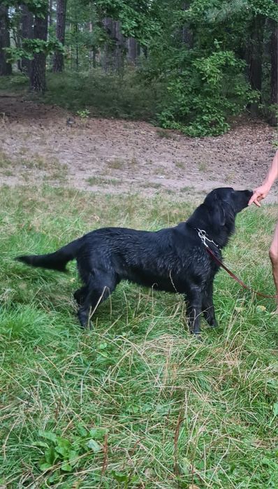 Flat Coated Retriever