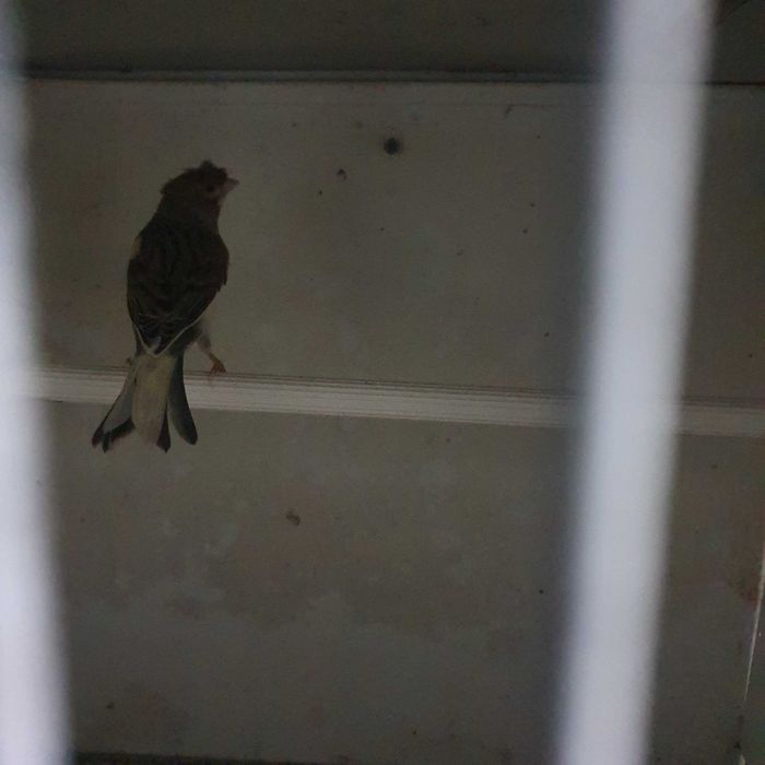 Canarios mosaico e bromze