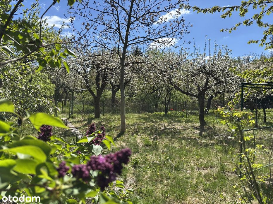 Klimatyczny ogród ROD na Górnym Mokotowie | 400 m² | starodrzew - Widok 3