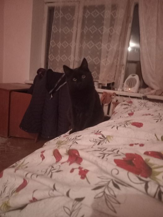 Кіт для в'язки/ прямовухий британець для вязки