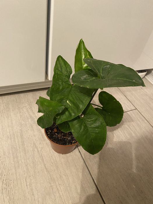 Пропоную різні домашні кімнатні рослини