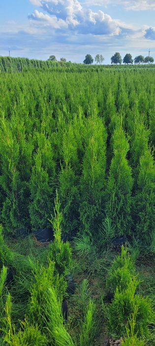 Tuja 120 cm szmaragd 140 tuje brabant 100 thuja Ostrowiec swietokrzysk