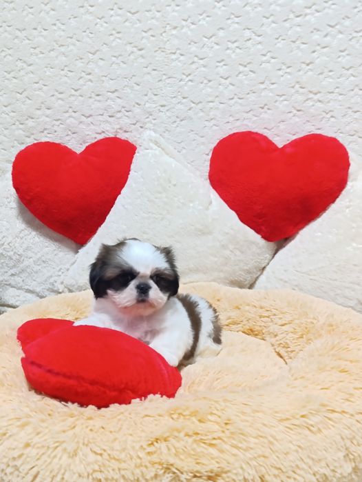 Девочки Ши-тцу!!