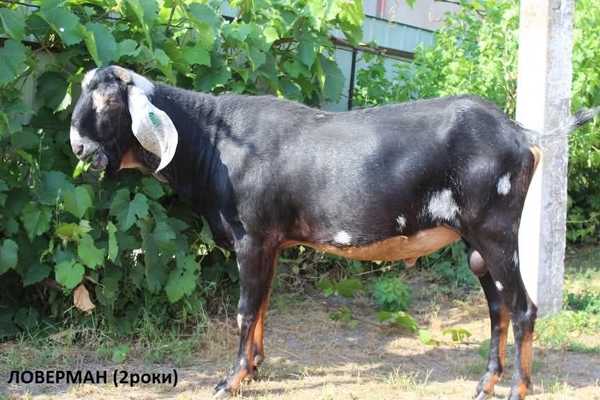 Козел цап Англо нубійський