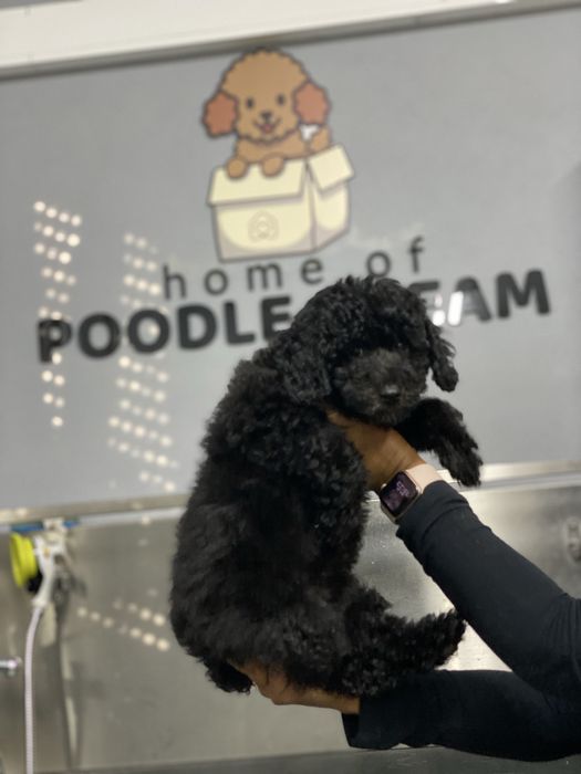 Lindo puppy de Caniche/Poodle medio procura novo dono!!!