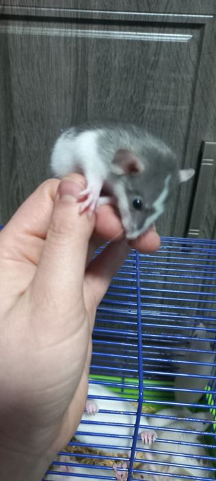 Криси пацюк криска