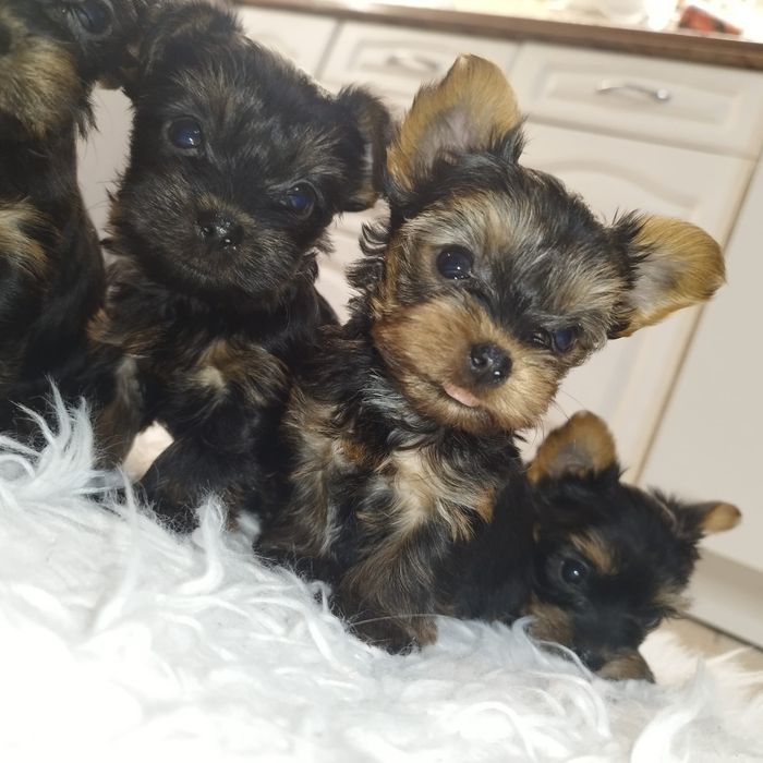 Piesek Yorkshire terrier