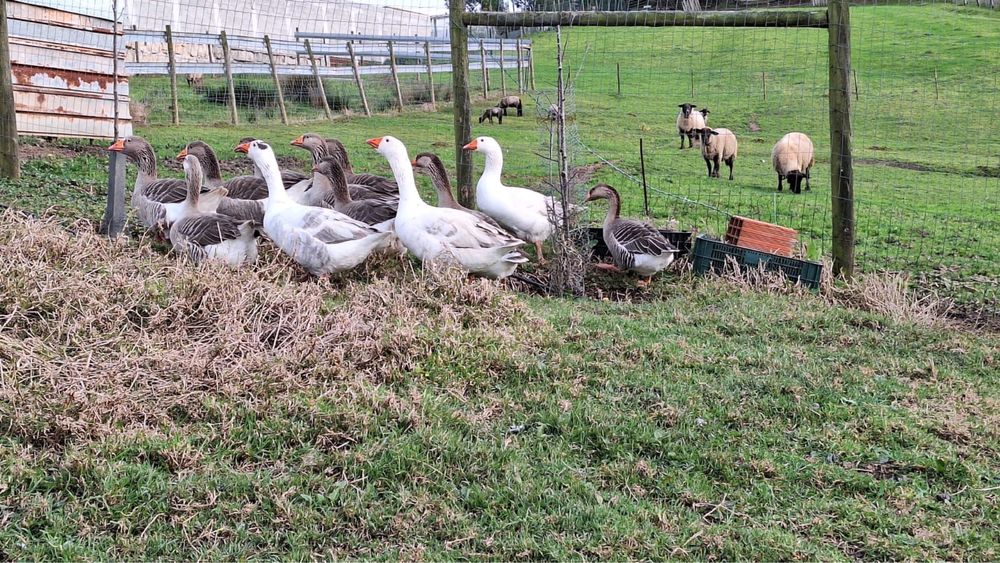 Vendo casais de gansos (2 fêmeas e 1 macho)