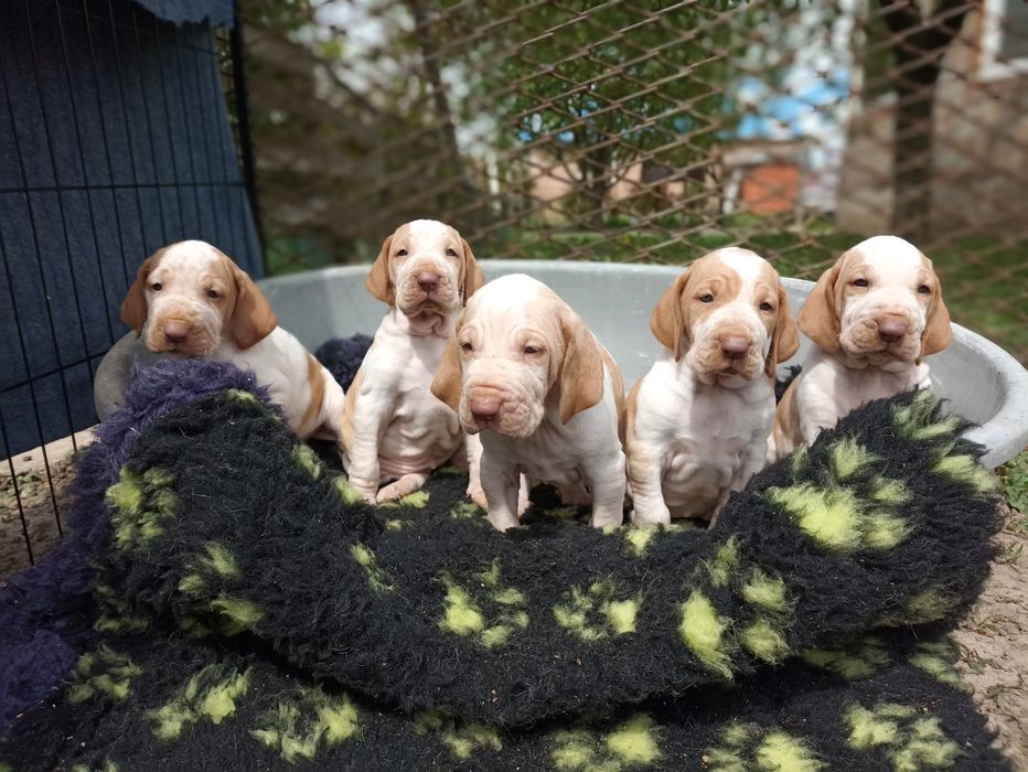 Легавая, щенки, Бракко итальяно