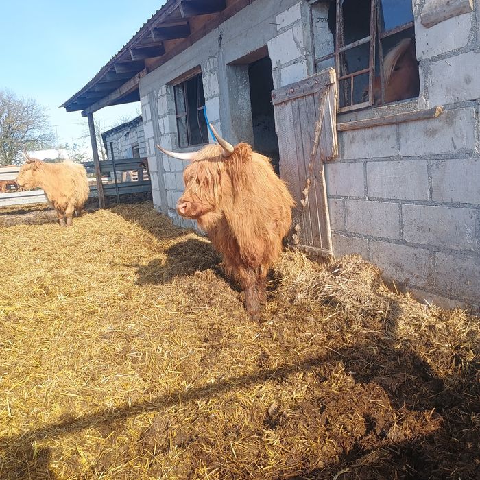 Zwierzęta -Bydlo