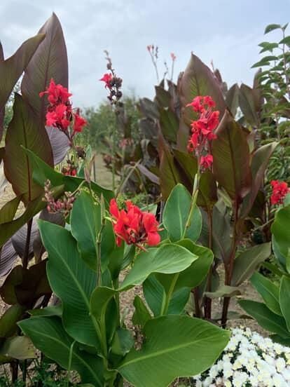 Кани вазони продам цибульки