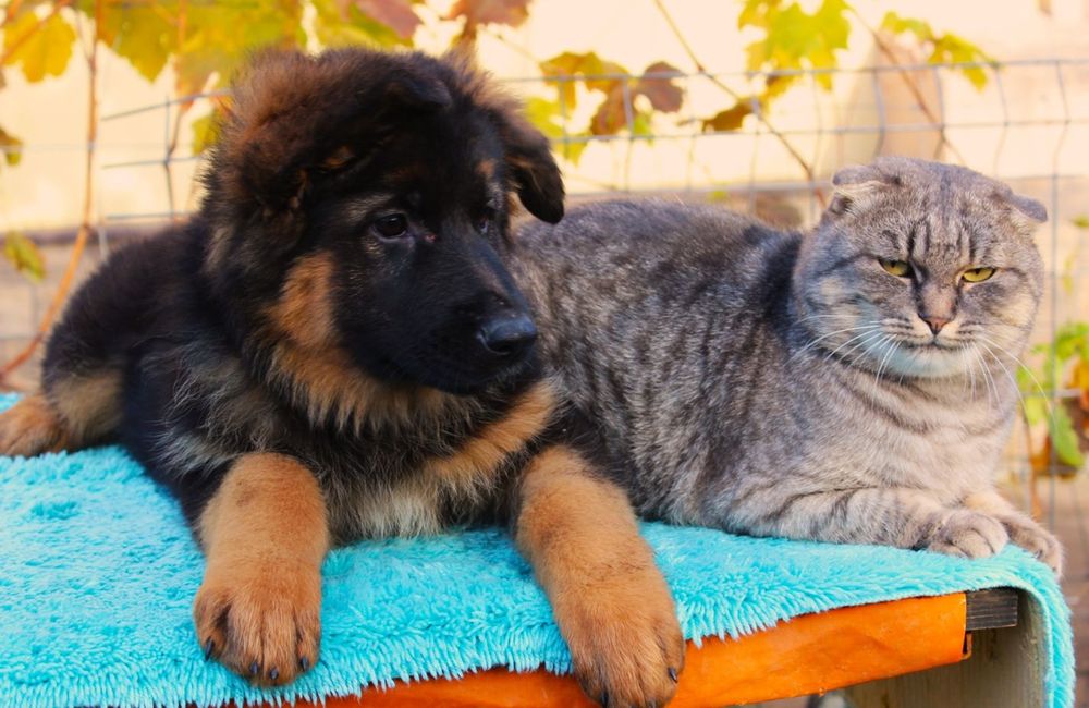 Німецька вівчарка довгошерстна Дівчата