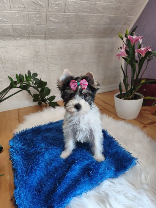 Yorkshire terrier biewier śliczna sunia