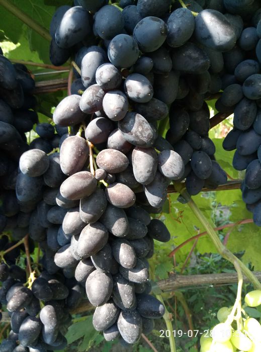 Саджанці винограду ( саженцы винограда ) .Кращі сорти ! Висока якість!