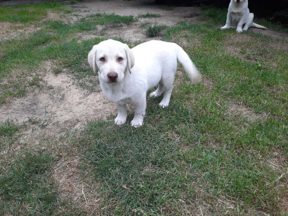 Labrador Retriever żółty piesekZKwP  ,FCI