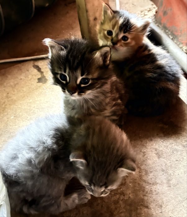 Котики для душі (віддам)