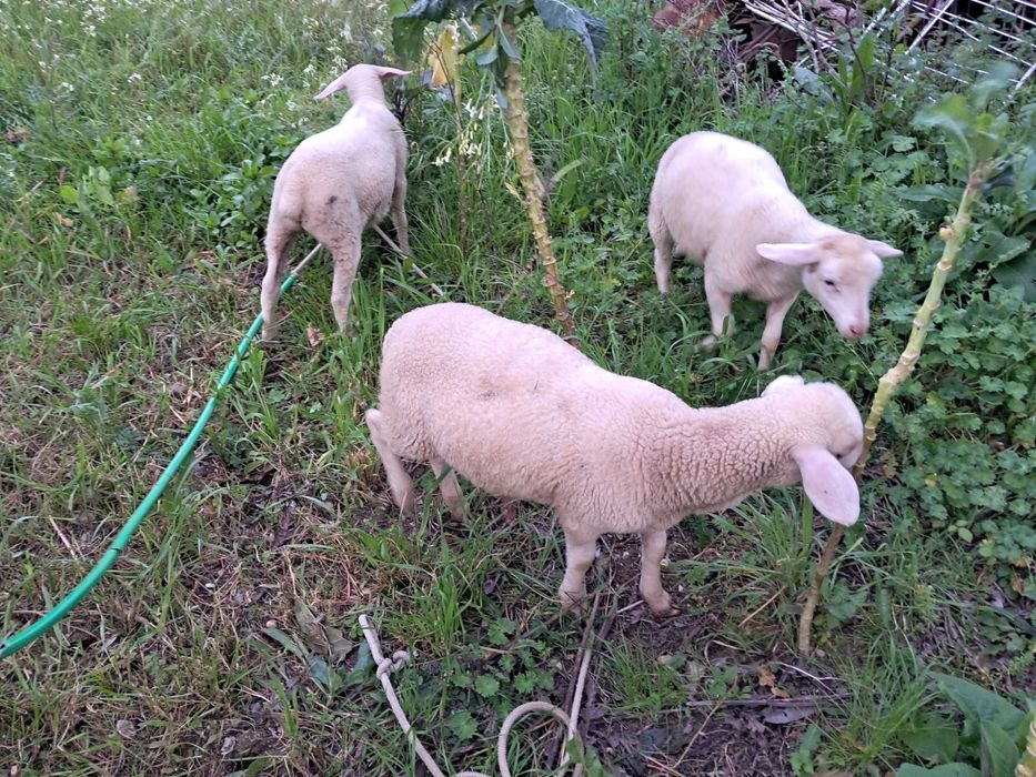 Borregos para a Páscoa ou criar