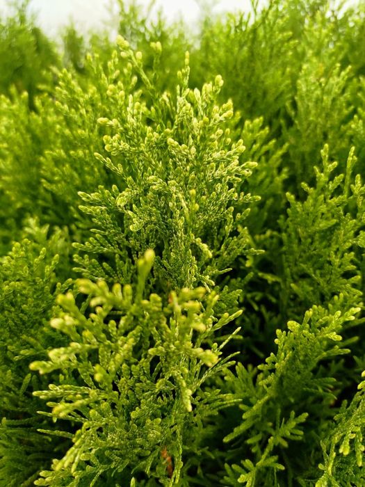 Tuja 'Smaragd Witbont, Witche, Variegata' - dwuletnie sadzonki