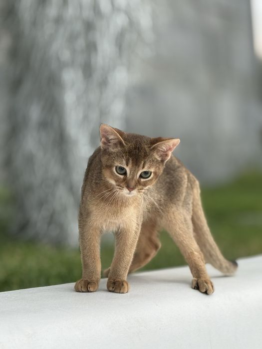 Милий та лагідний хлопчик Арчі