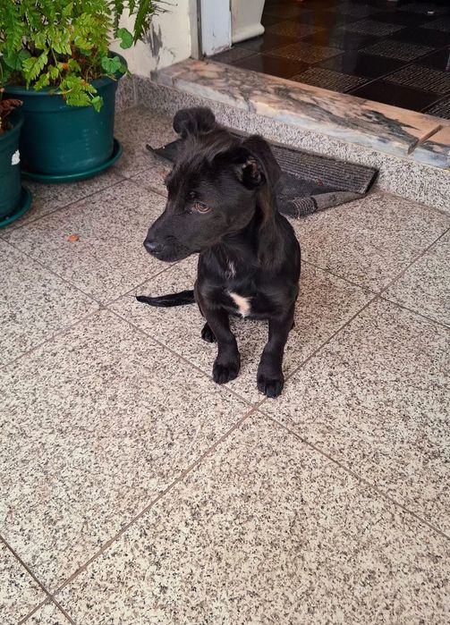 Cadelinha porte pequeno