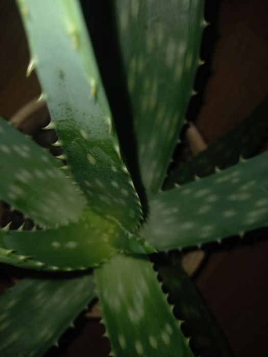 Алоє багаторічне Алоє-Вера