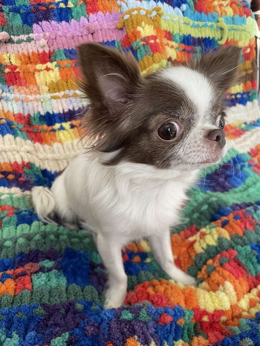 Короткошерстний хлопчик чіхуахуа