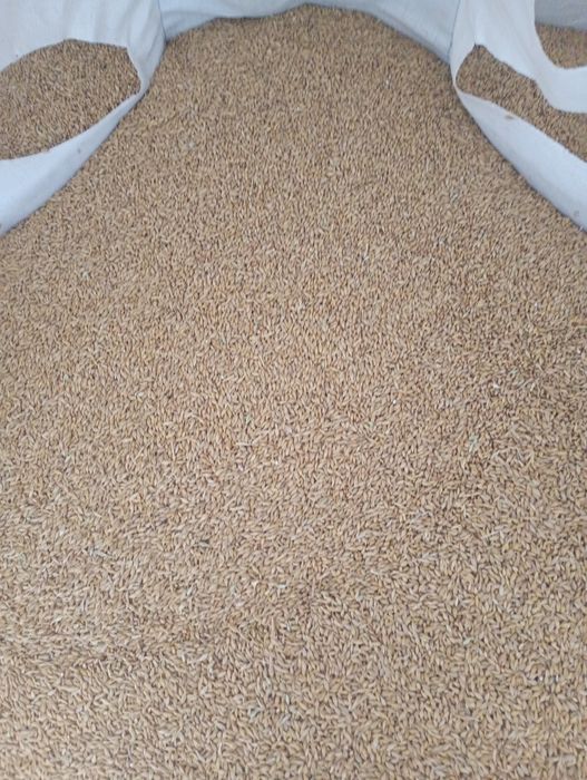 Zboże dla kur kaczek gęsi