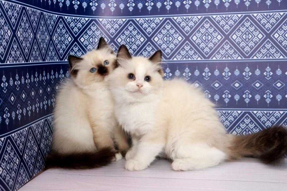 Дивовижні кошенята породи регдолл