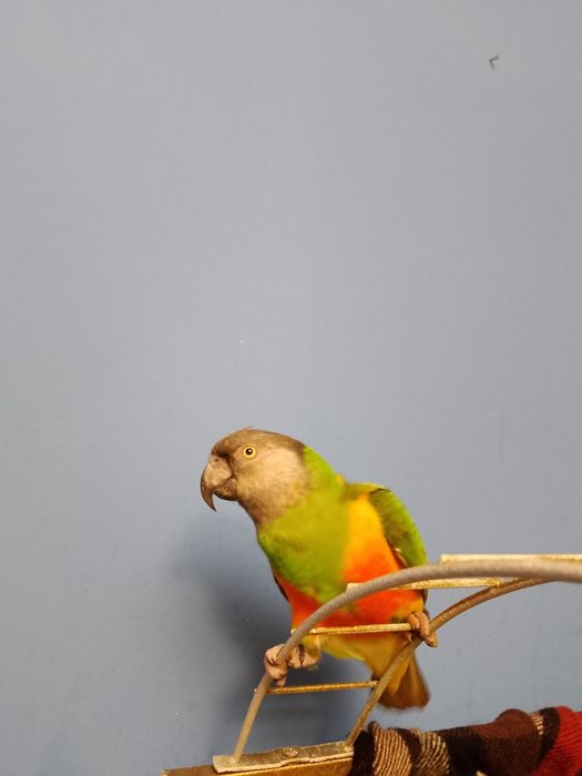 Parka papug senegalki