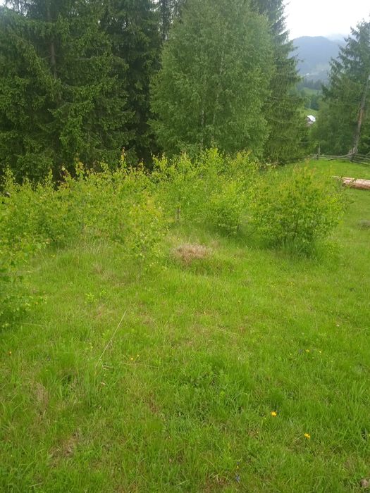 Огорожа,паркан живий