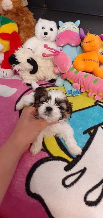 Śliczny piesek shih tzu tricolor z wielopok.rodowodem.