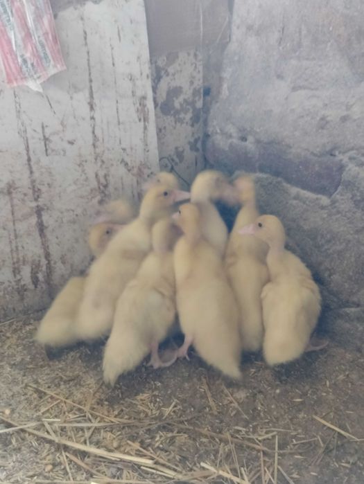 10 kaczek francuskich  3.5 tyg