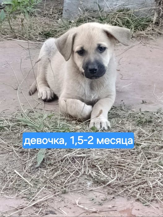 Ищем добрые ручки для щенков