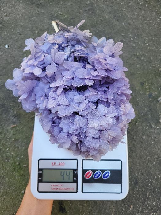 Сухоцвіти лагурус стабілізована гортензія гіпсофіла опт рускус гліксія