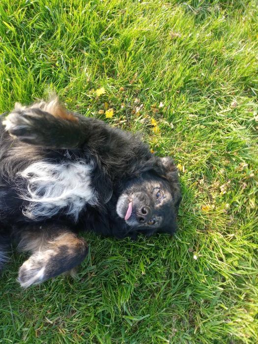 Kochany psiak szuka domu